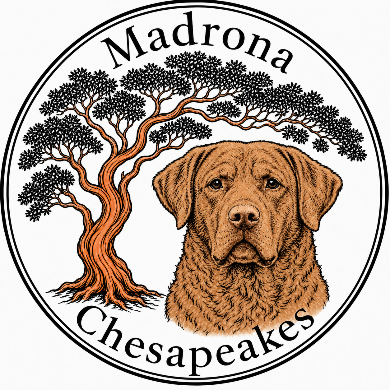 Madrona Chesapeake Bay Retrievers